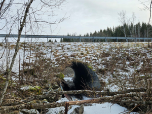 Ilustrasjon og bilde tatt av Trøndelags Fylkeskommune